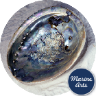 8615-15 - Abalone (Paua) Shell 15cm
